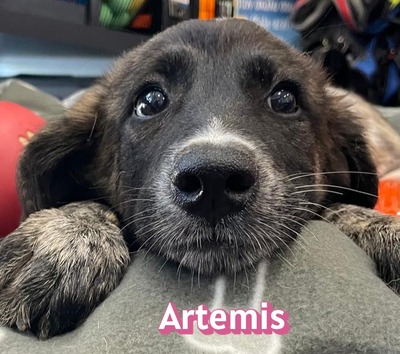 Artemis, Mischling Welpen - Hündin
