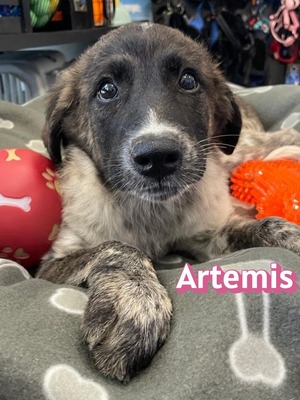 Artemis, Mischling Welpen - Hündin