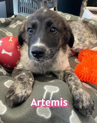 Artemis, Mischling Welpen - Hündin
