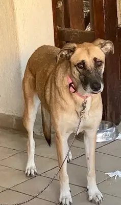 Artemis - freundliche Hundedame, ca. 3 Jahre, Mischling - Hündin