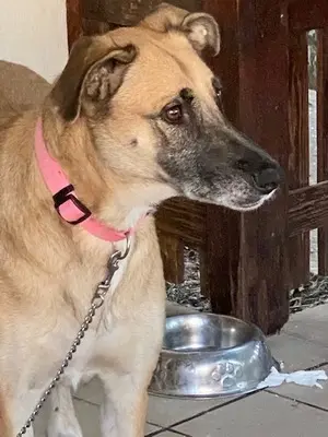 Artemis - freundliche Hundedame, ca. 3 Jahre, Mischling - Hündin