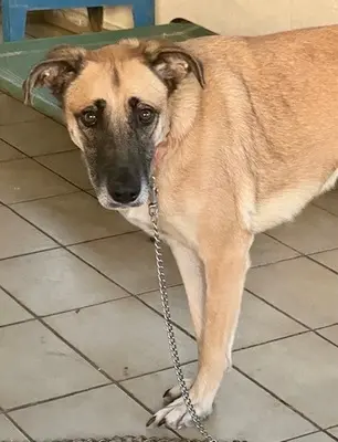 Artemis - freundliche Hundedame, ca. 3 Jahre, Mischling - Hündin