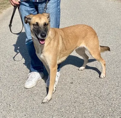 Artemis - freundliche Hundedame, ca. 3 Jahre, Mischling - Hündin