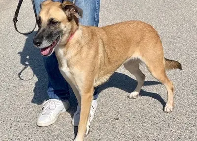Artemis - freundliche Hundedame, ca. 3 Jahre, Mischling - Hündin
