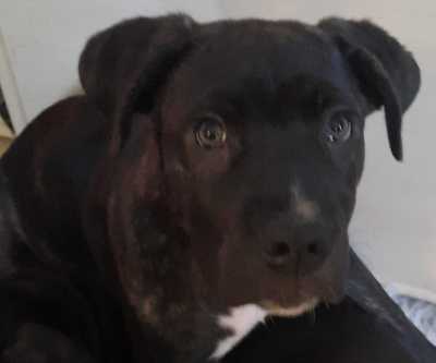 Arthur, Cane Corso Welpen - Rüde