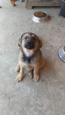 Arthur, Mischling - Rüde