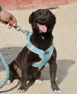 Arthur, Mix - Rüde