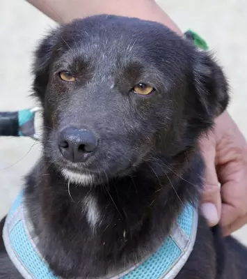 Arthur, Mix - Rüde