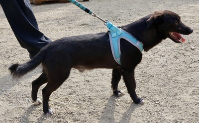 Arthur, Mix - Rüde
