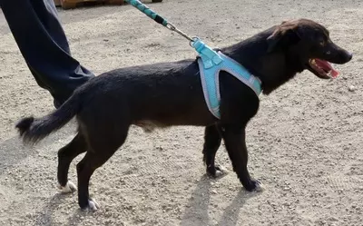 Arthur, Mix - Rüde