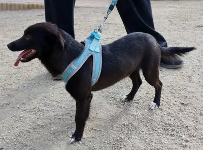Arthur, Mix - Rüde