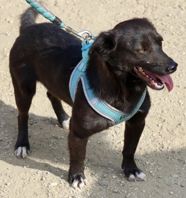 Arthur, Mix - Rüde