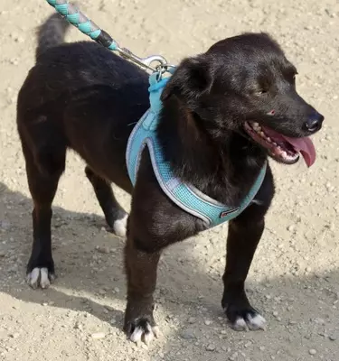 Arthur, Mix - Rüde