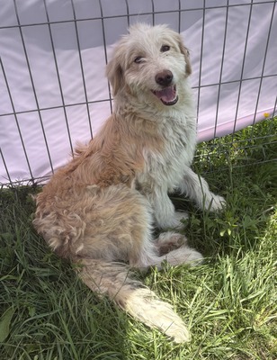 Arthur, Mix - Rüde