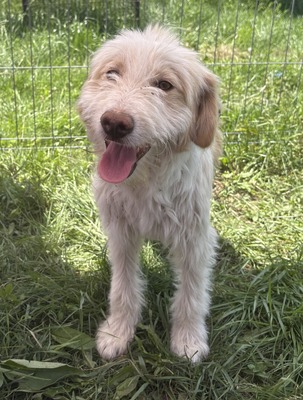 Arthur, Mix - Rüde