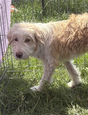 Arthur, Mix - Rüde