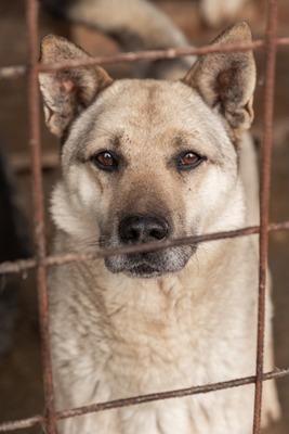 Arthur möchte endlich ankommen, Mischling - Rüde