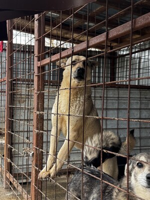 Arthur möchte endlich ankommen, Mischling - Rüde