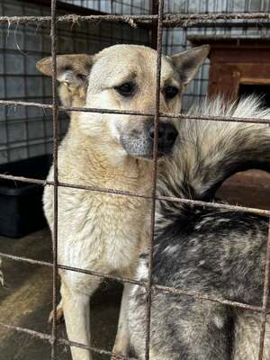 Arthur möchte endlich ankommen, Mischling - Rüde