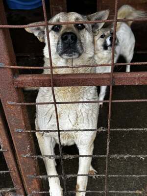 Arthur möchte endlich ankommen, Mischling - Rüde