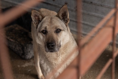 Arthur möchte endlich ankommen, Mischling - Rüde
