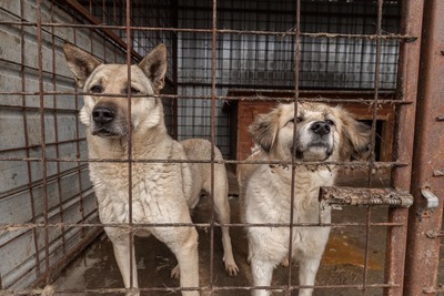 Arthur möchte endlich ankommen, Mischling - Rüde