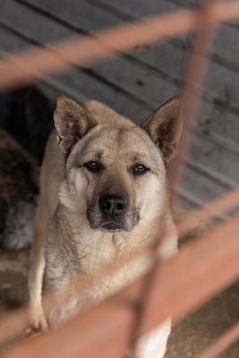 Arthur möchte endlich ankommen, Mischling - Rüde