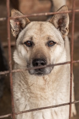 Arthur möchte endlich ankommen, Mischling - Rüde