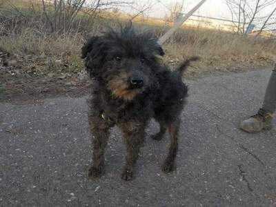 Artur - Ruhiger Geselle, ca. 9 Jahre/38cm/8kg, Mischling - Rüde