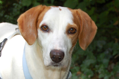 Arturo, Mischling - Rüde