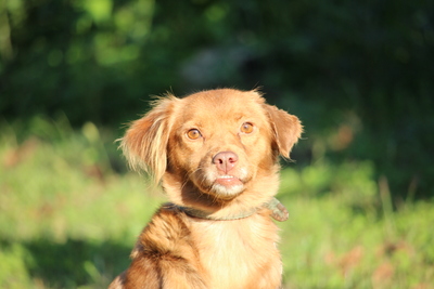 Arya, Mischling - Hündin