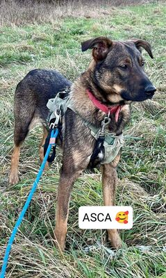 Asca junge Schäferhund Mix Hündin sucht ein Zuhause, Schäferhund - Hündin