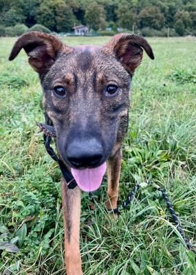 Asca junge Schäferhund Mix Hündin sucht ein Zuhause, Schäferhund - Hündin