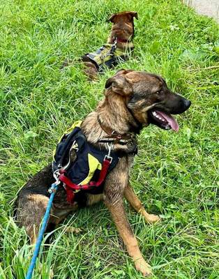 Asca junge Schäferhund Mix Hündin sucht ein Zuhause, Schäferhund - Hündin