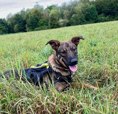 Asca junge Schäferhund Mix Hündin sucht ein Zuhause, Schäferhund - Hündin