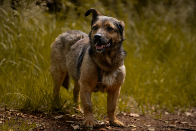 Asha, Mischling - Hündin