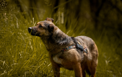Asha, Mischling - Hündin