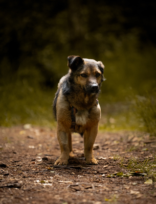 Asha, Mischling - Hündin