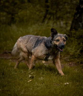 Asha, Mischling - Hündin