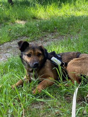 Asha, Mischling - Hündin