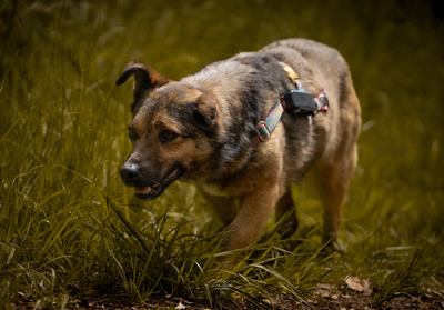 Asha, Mischling - Hündin