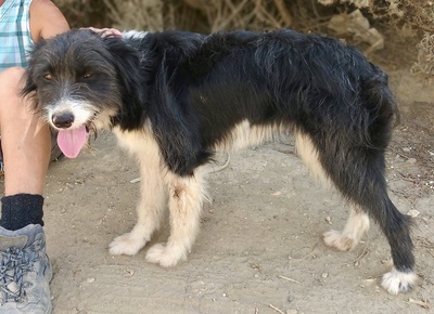Asha, Mix - Hündin