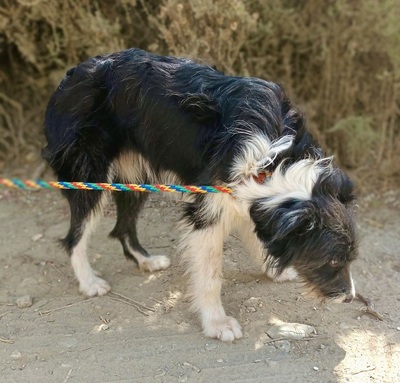 Asha, Mix - Hündin