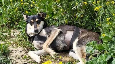 Ashley - Freundliches Hundemädchen, ca. 1 Jahr/15kg, Mischling - Hündin