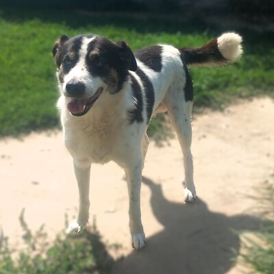 Askan - ein stiller Beobachter, ein sensibler Hund mit einem großen Herzen, Mischling - Rüde
