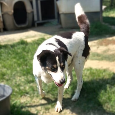 Askan - stiller Beobachter, sensibel, mit einem großem 💖, Mischling - Rüde