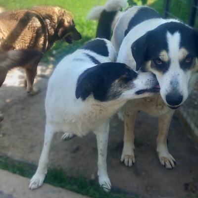 Askan - stiller Beobachter, sensibel, mit einem großem 💖, Mischling - Rüde