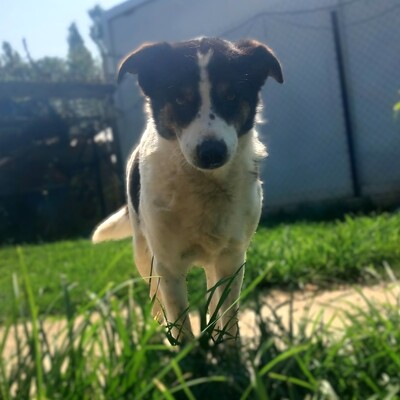 Askan - stiller Beobachter, sensibel, mit einem großem 💖, Mischling - Rüde