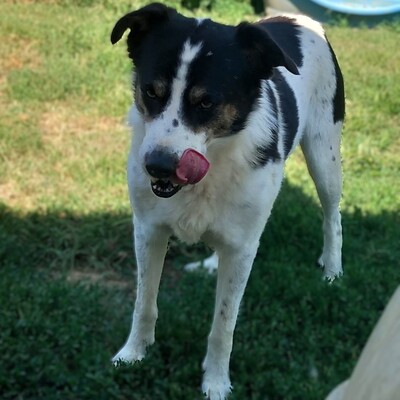 Askan - stiller Beobachter, sensibel, mit einem großem 💖, Mischling - Rüde