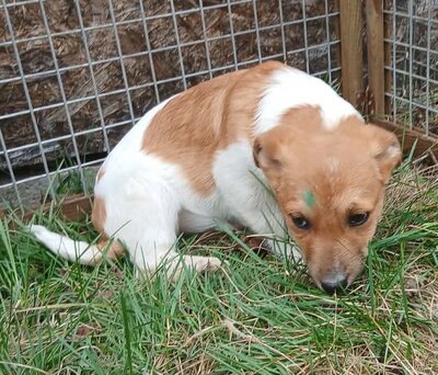 Asla, Mix Welpen - Hündin